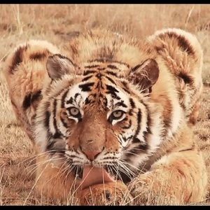 Meet your Posher, Veronica